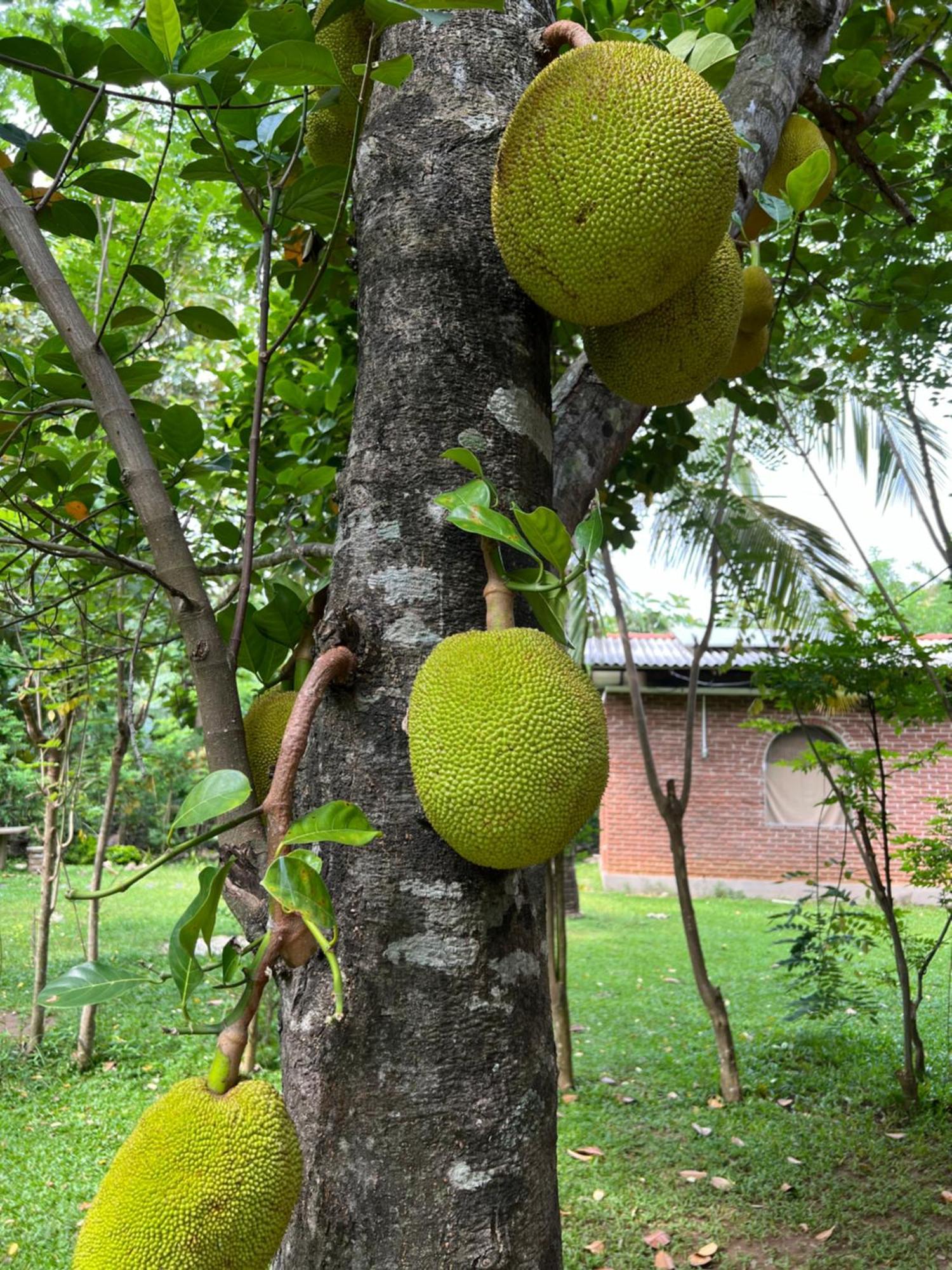 Sayon River Cottage & Eco Garden Monaragala Buitenkant foto