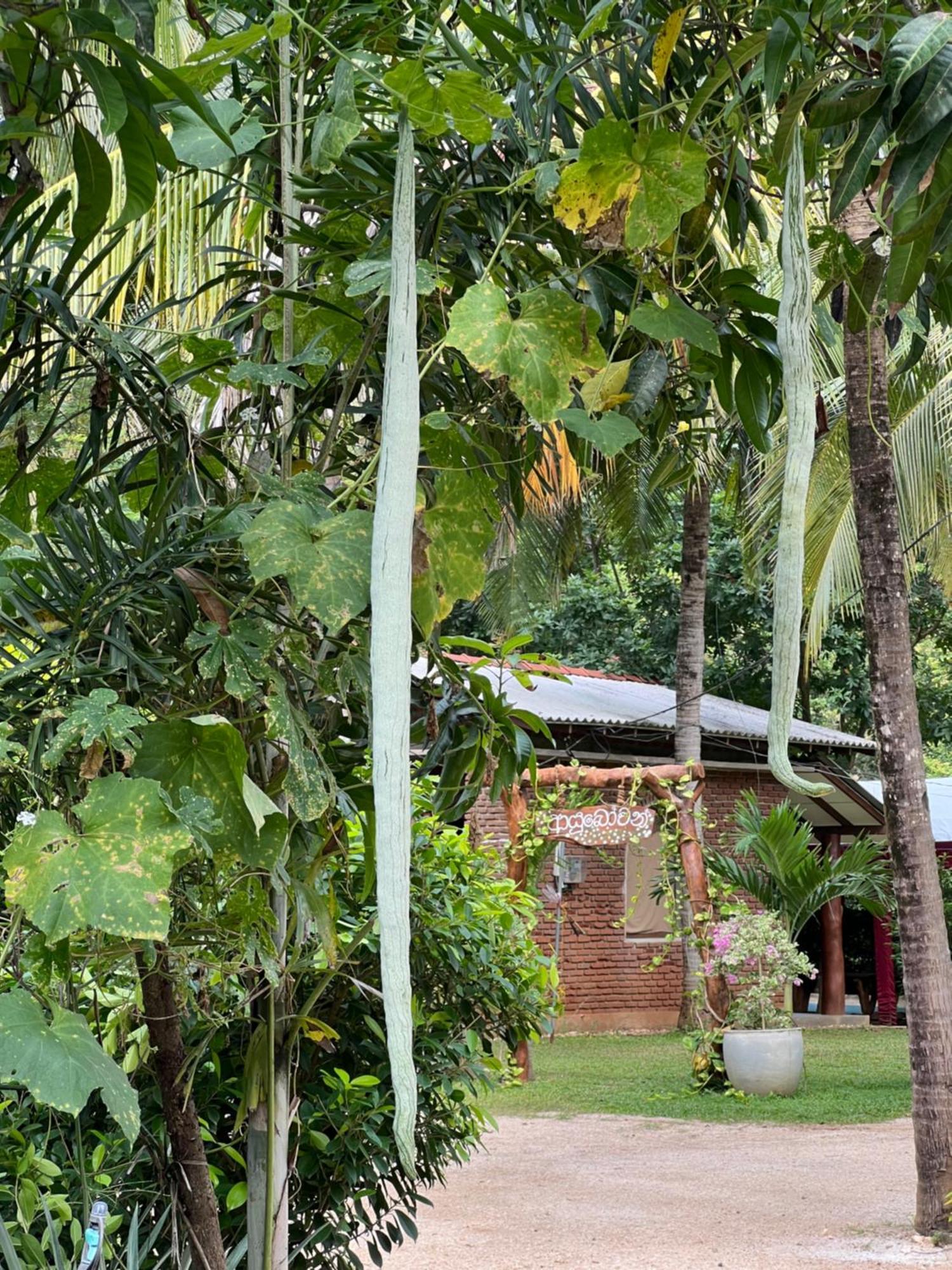 Sayon River Cottage & Eco Garden Monaragala Buitenkant foto